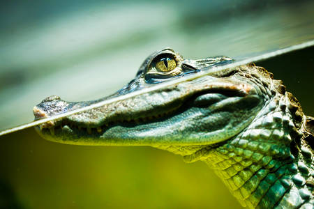 Reptiles