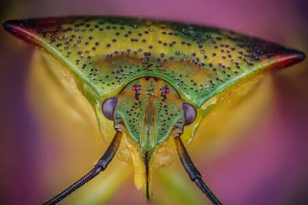 Foto macro de um percevejo