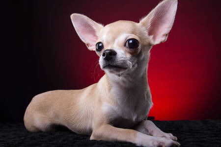Chihuahua portrait