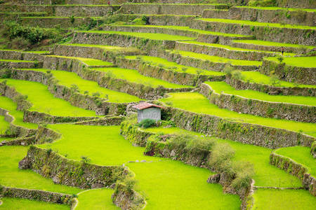Rice terraces