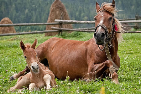 Two horses