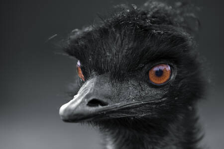 Portrait of Emu
