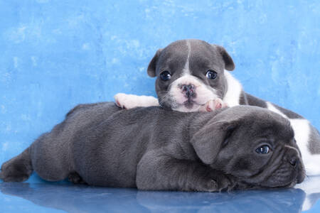 Little Bulldog Puppies