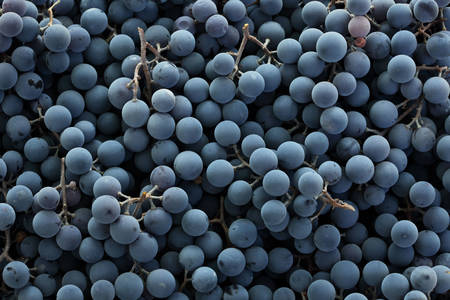 Blue grapes