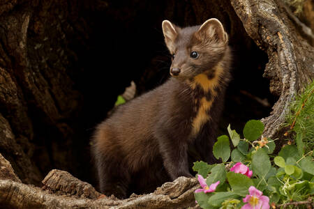 Pine marten