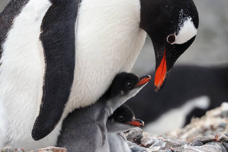 Penguin with chicks