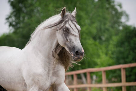 Andalusian horse