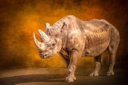 Rhinoceros