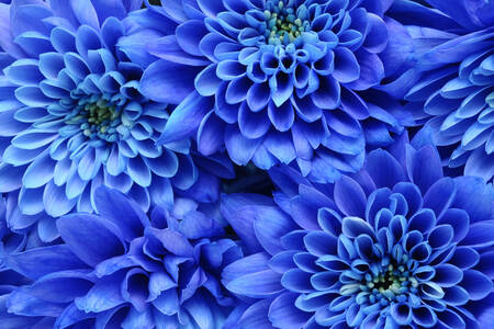 Blue chrysanthemums