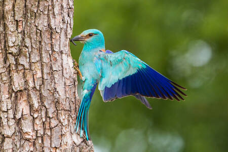 Arrendajo azul en un árbol