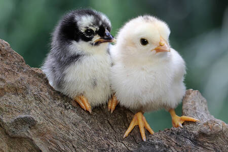 Two chickens