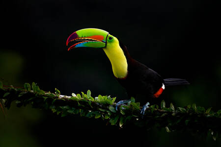 Rainbow toucan