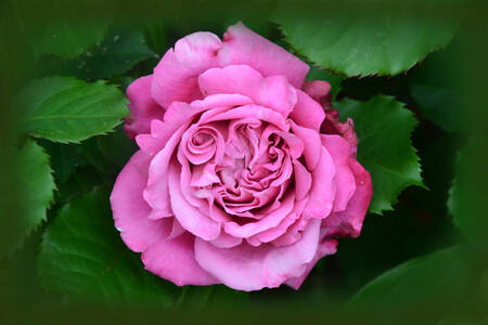 Rose